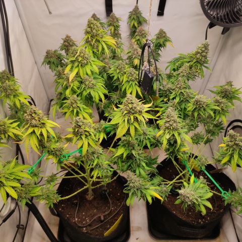 Sunset Sherbert #3 growlog timeline photo