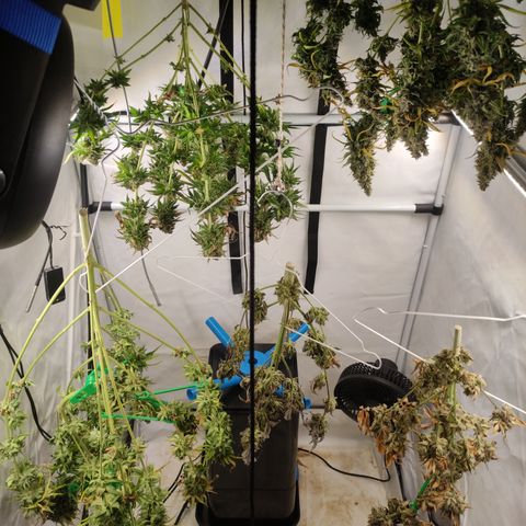 Sunset Sherbert #3 growlog timeline photo