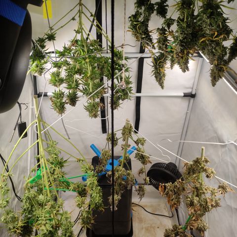 Sunset Sherbert #3 growlog timeline photo