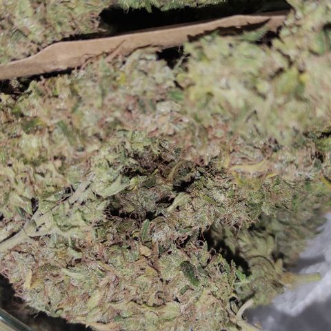 Sunset Sherbert #1 growlog timeline photo