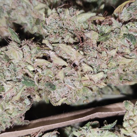 Sunset Sherbert #1 growlog timeline photo