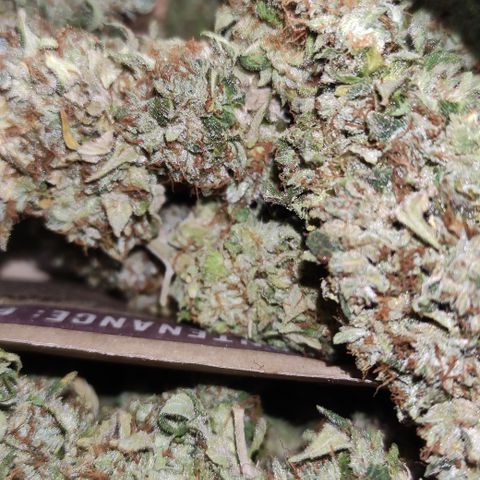 Sunset Sherbert #2 growlog timeline photo