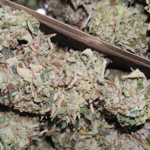 Sunset Sherbert #2 growlog timeline photo