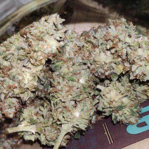 Sunset Sherbert #3 growlog timeline photo