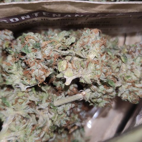 Sunset Sherbert #3 growlog timeline photo
