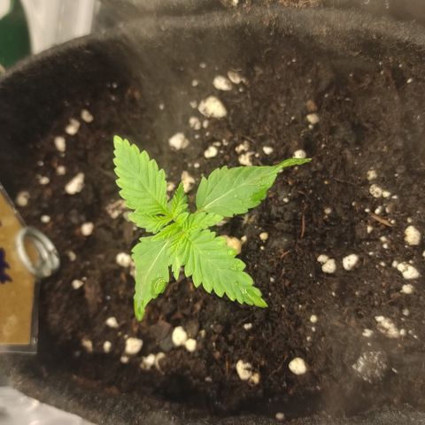 Critical #1 growlog timeline photo