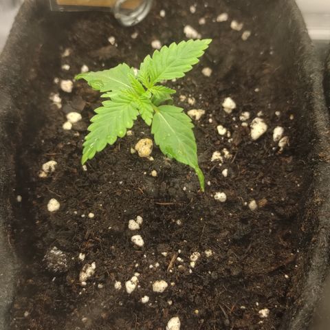 Critical #1 growlog timeline photo