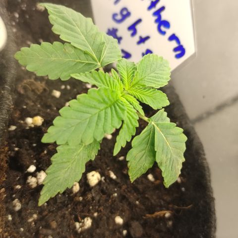 Northern Lights #1 growlog timeline photo