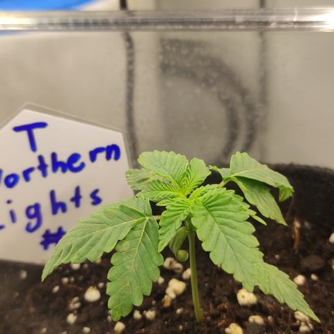 Northern Lights #1 growlog timeline photo