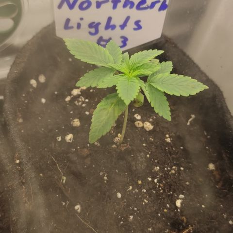 Northern Lights #3 growlog timeline photo