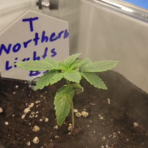 Northern Lights #3 growlog timeline photo