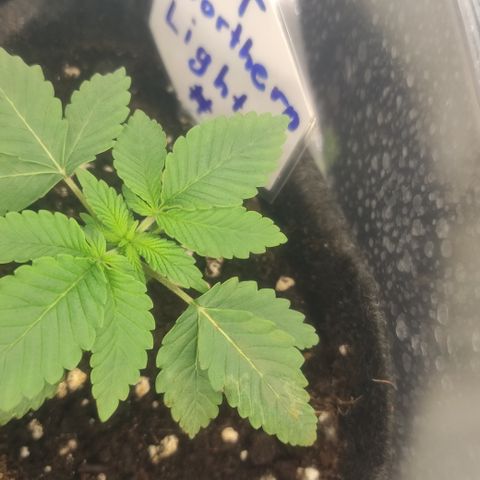 Northern Lights #1 growlog timeline photo