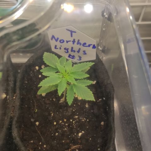 Northern Lights #3 growlog timeline photo