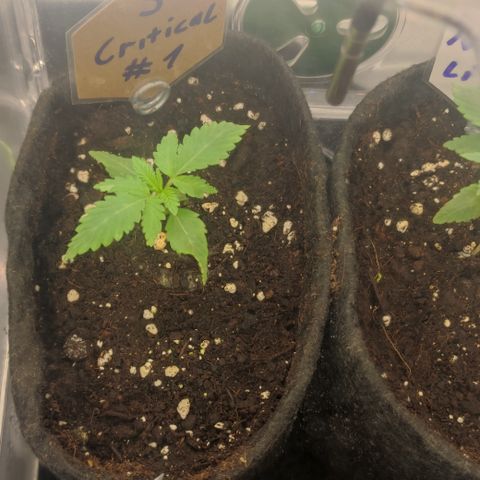 Critical #1 growlog timeline photo