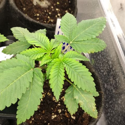 Northern Lights #1 growlog timeline photo