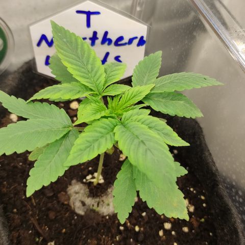Northern Lights #3 growlog timeline photo