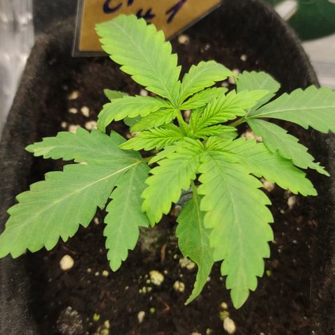Critical #1 growlog timeline photo