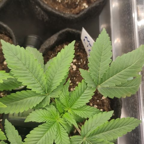 Northern Lights #1 growlog timeline photo
