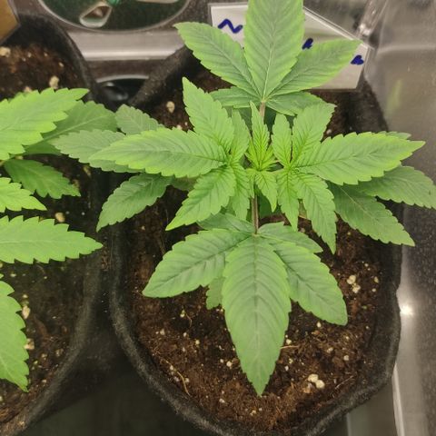 Northern Lights #3 growlog timeline photo