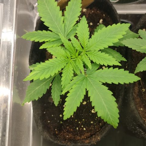 Critical #1 growlog timeline photo