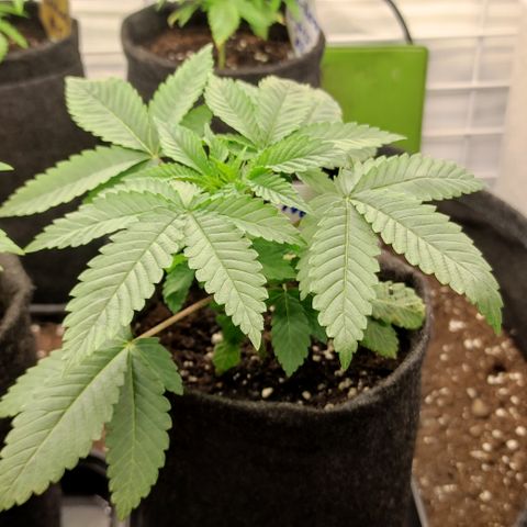 Northern Lights #1 growlog timeline photo