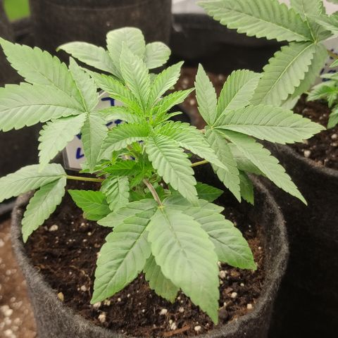 Northern Lights #3 growlog timeline photo