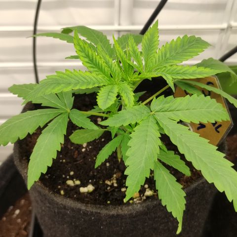 Critical #1 growlog timeline photo