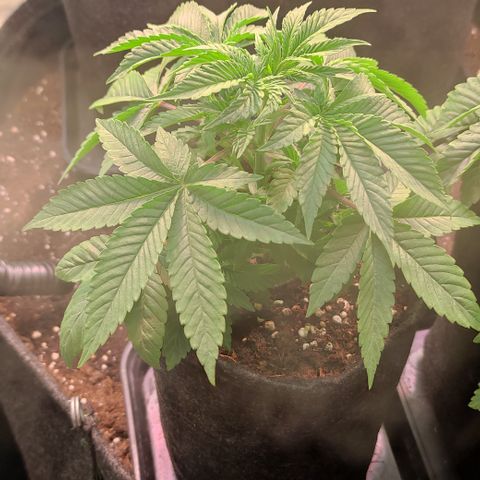Northern Lights #3 growlog timeline photo