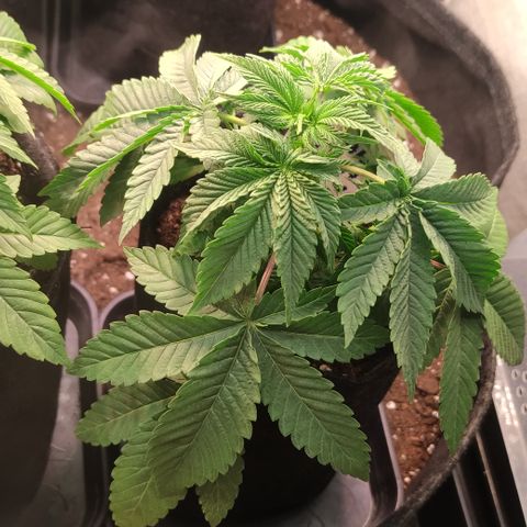 Northern Lights #1 growlog timeline photo