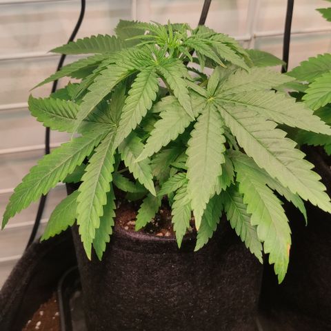 Critical #1 growlog timeline photo