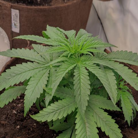 Critical #1 growlog timeline photo