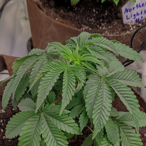 Northern Lights #1 growlog timeline photo