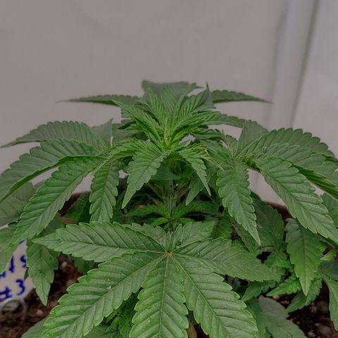 Northern Lights #3 growlog timeline photo