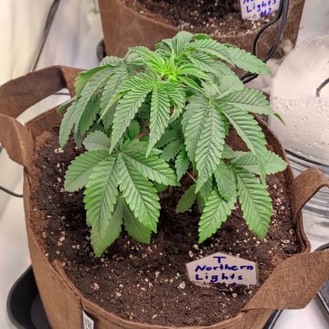 Northern Lights #1 growlog timeline photo