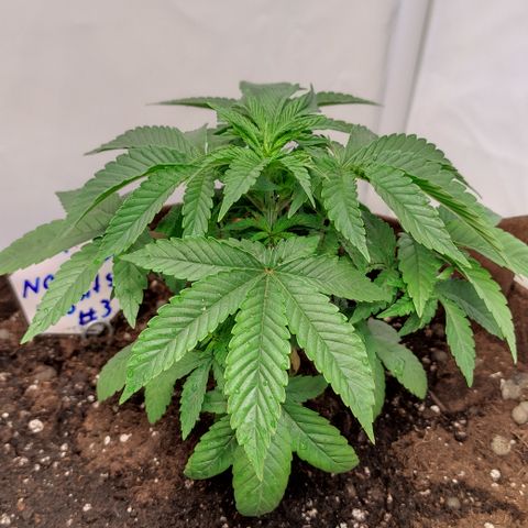 Northern Lights #3 growlog timeline photo