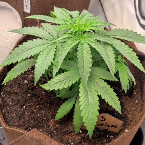 Critical #1 growlog timeline photo