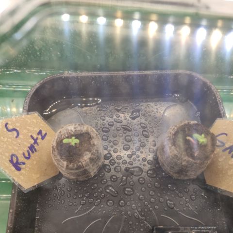 Runtz F1 Auto #1 growlog timeline photo