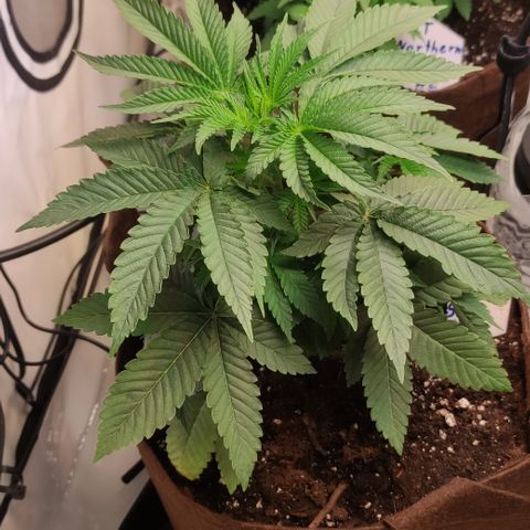 Northern Lights #1 growlog timeline photo
