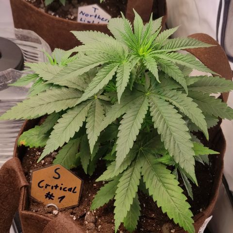 Critical #1 growlog timeline photo