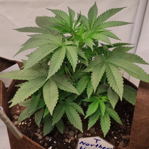 Northern Lights #3 growlog timeline photo