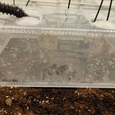 Runtz F1 Auto #1 growlog timeline photo