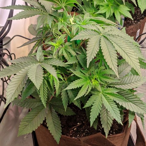 Northern Lights #1 growlog timeline photo