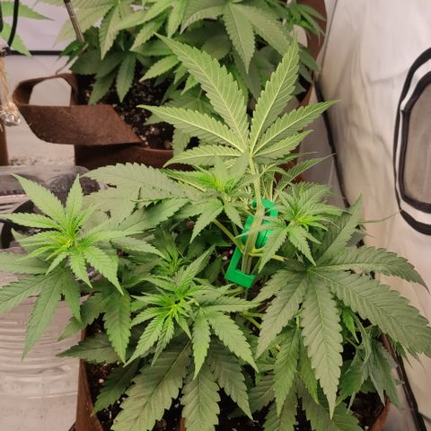 Critical #1 growlog timeline photo