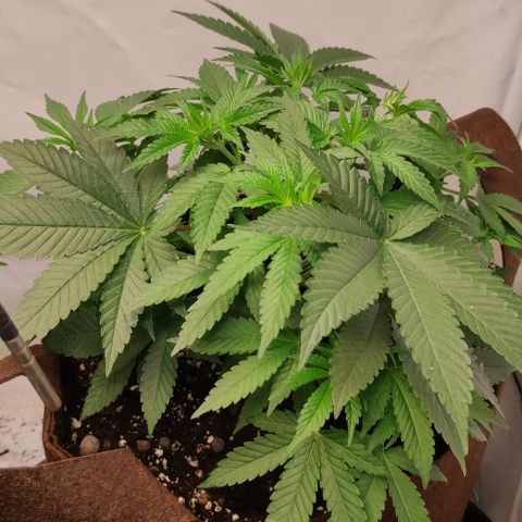 Northern Lights #3 growlog timeline photo