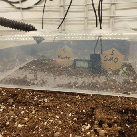Runtz F1 Auto #1 growlog timeline photo