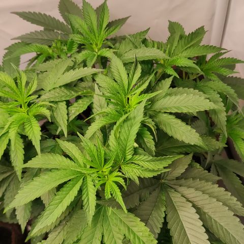 Northern Lights #3 growlog timeline photo