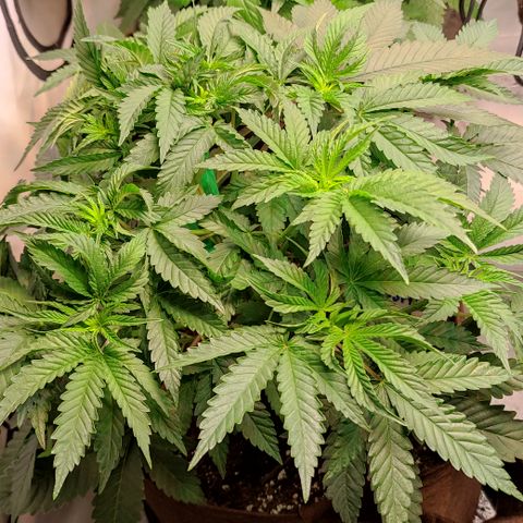 Northern Lights #1 growlog timeline photo
