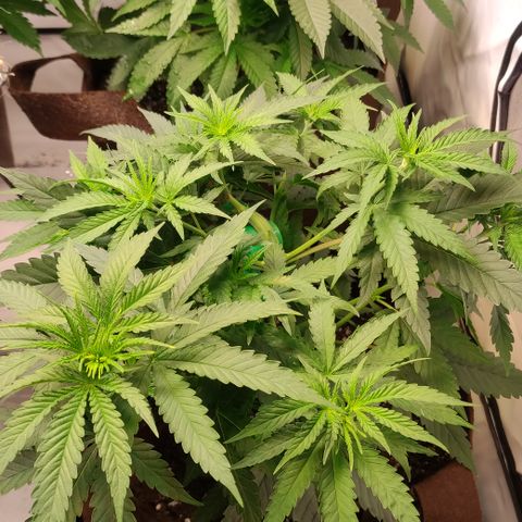 Critical #1 growlog timeline photo