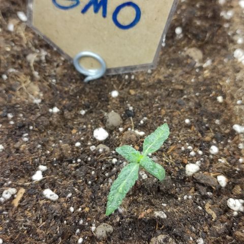 GMO Auto  growlog timeline photo