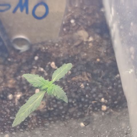 GMO Auto  growlog timeline photo